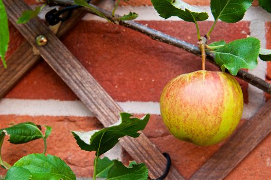 delicious biological apple growing on the backyard garden wall (no chemistries)