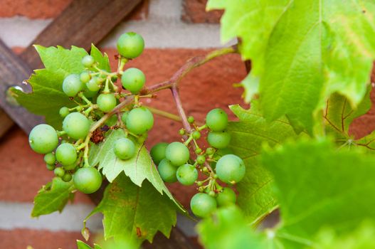 delicious biological grapes growing on the backyard garden wall (no chemistries)