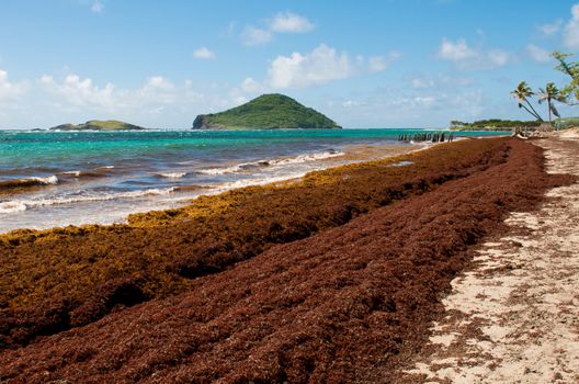 deserted beach at Vieux Fort, Saint Lucia (algaes and seaweeds at the coast due to hurricane season)