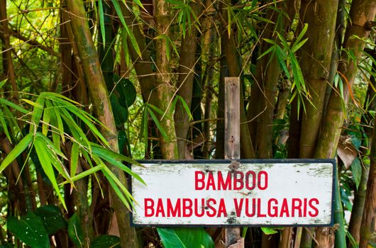 vibrant bamboo trees and sign at a forest in Saint Lucia, Caribbean