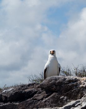 Nazca booby is seabird famous for living on Galapagos Islands National Park in Ecuador