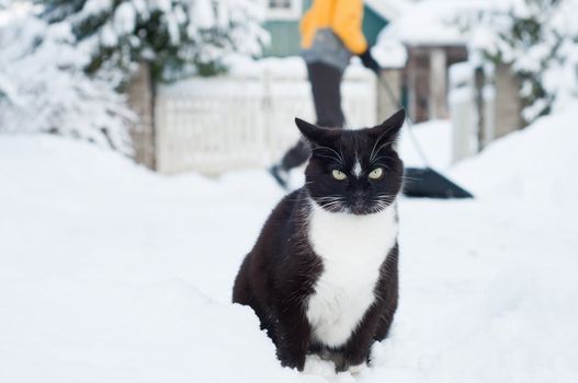 Shot of black cat sitting in snow