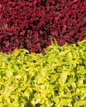 Yellow and bordeaux plants.