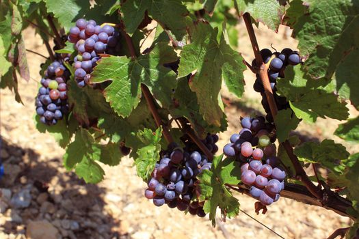 bunches of grapes on vines in a vineyard before harvest