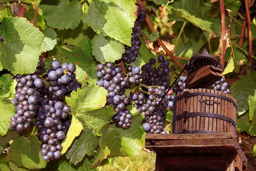 a press with grapes to recover the grape juice to manufacture the wine of it