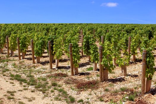 bunches of grapes on vines in a vineyard before harvest