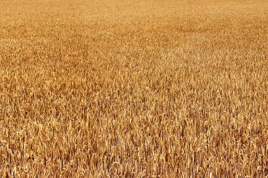 a field corn in panoramic sight
