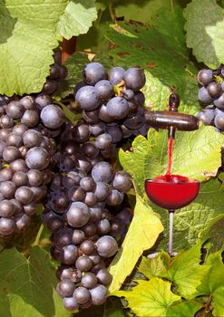 vines and grapes with a glass of red wine