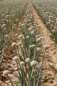 A field of onions in perspective for organic farming