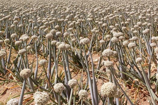 A field of onions in perspective for organic farming