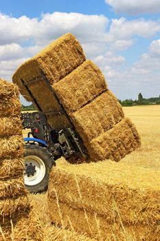 many haystacks piled on a truck in a field of wheat