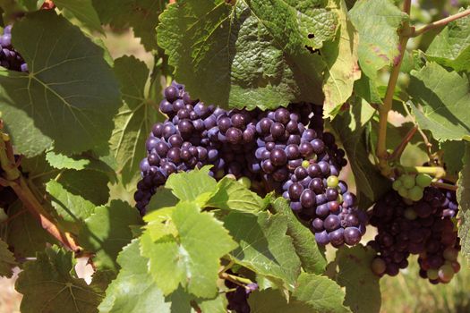 bunches of grapes on vines in a vineyard before harvest