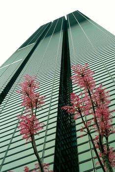 young red leafs on the tiny tree over huge modern skyscraper wall in Shiodome area at daytime, 
Tokyo, Japan