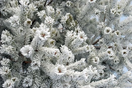 Trees covered in frost and snow