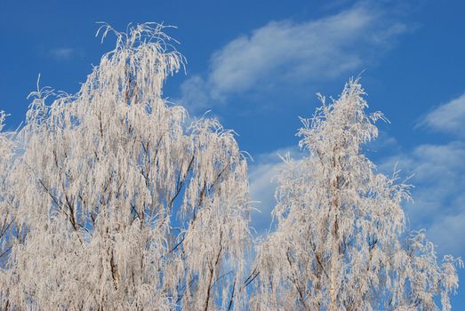 Tree branches covered with frost