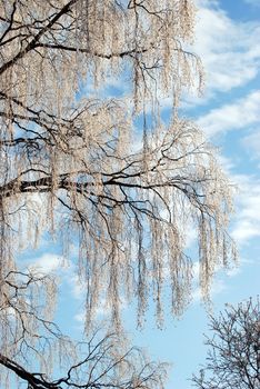 Tree branches covered with frost