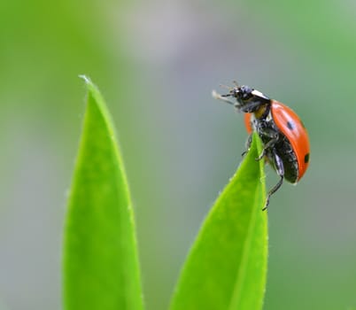 A ladybug on a green leaf