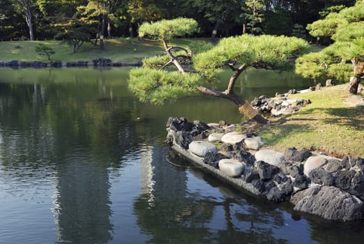 Japanese pine tree over sea-pond in famous historical Hama-Rikyu garden in Tokyo, Japan