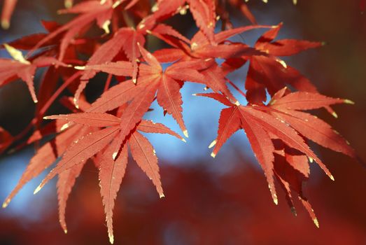 Japanese maple tree red leafs close-up, focus on front leafs