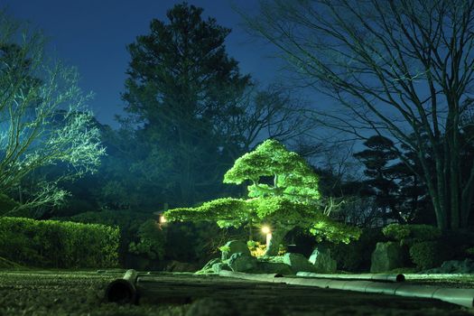 pine tree inside Japanese zen garden with scenic night illumination