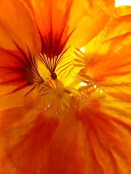 bright orange flower stamens as a background