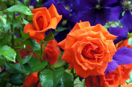 Roses and clematis