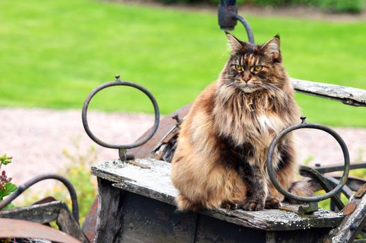 Portrait of a beautiful cat