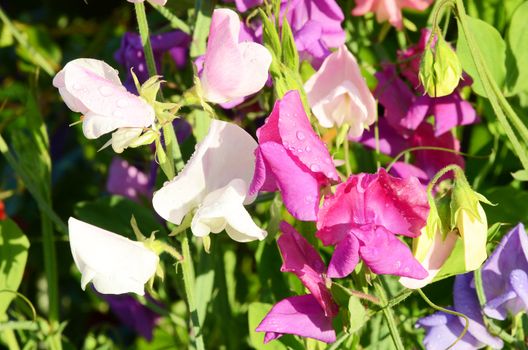 Sweet peas