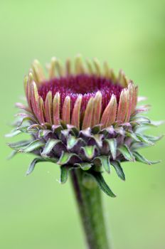 A beautiful flower in close-up