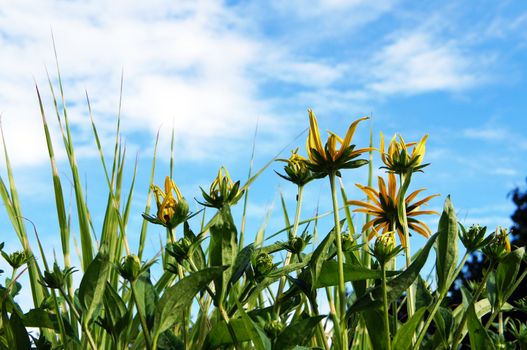 Yellow flowers against a blue sky