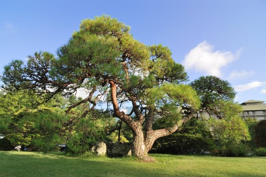 big spreading Japanese pine tree on the green lawn at bright summer day