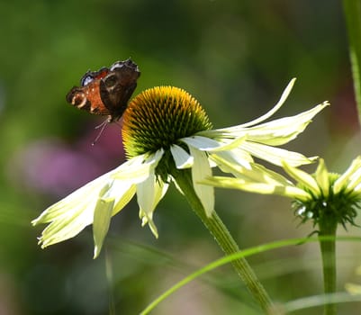 A butterfly on a flower