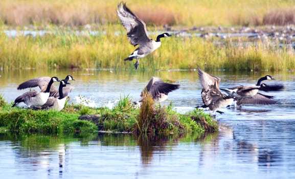 Canada geese in a bird sanctuary