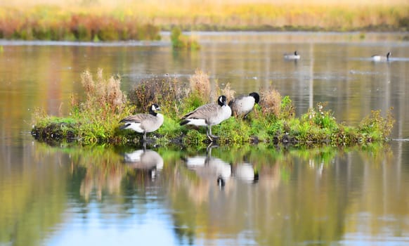 Canada geese in a bird sanctuary