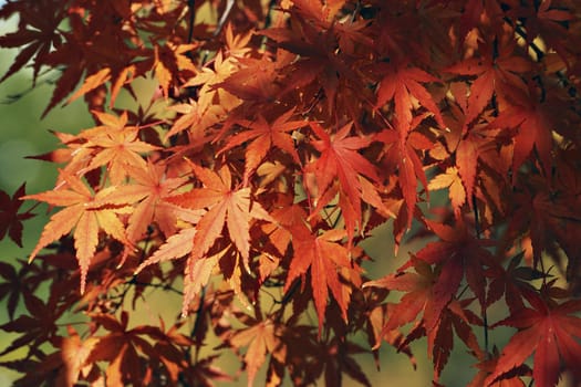 Japanese maple tree red leafs background