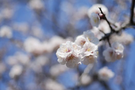 closeup of blossom japanese cherry flower at spring time; focus on central flower