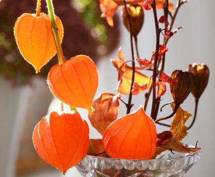 A perennial flower called Physalis