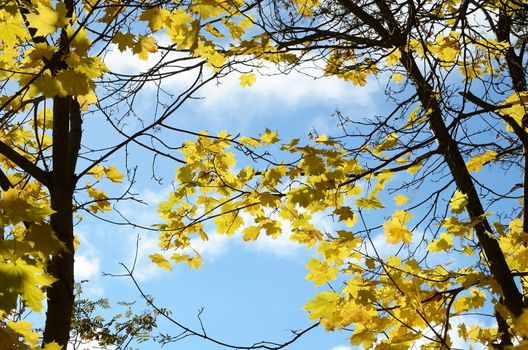 Colorful autumn leaves in a tree