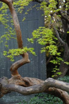 young Japanese maple tree in spring time at the Temple's yard; focus on maple branch