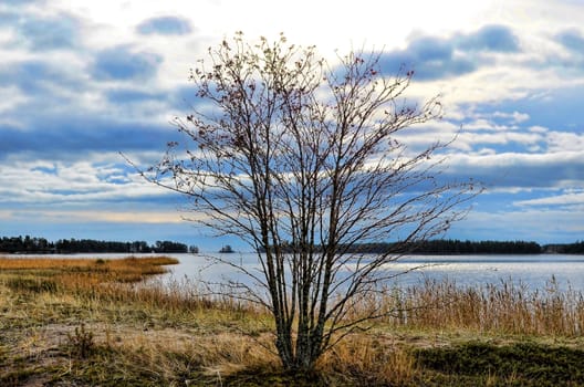A tree in the archipelago, which has lost all leaves in the autumn time