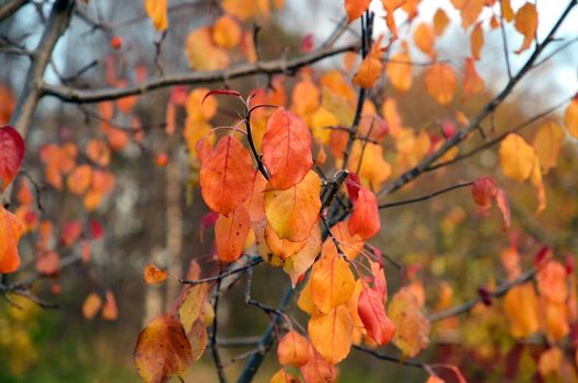 Colorful autumn leaves in a tree