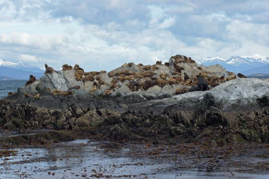 Sea lions colony within the Beagle Channel, Ushuaia, Argentina