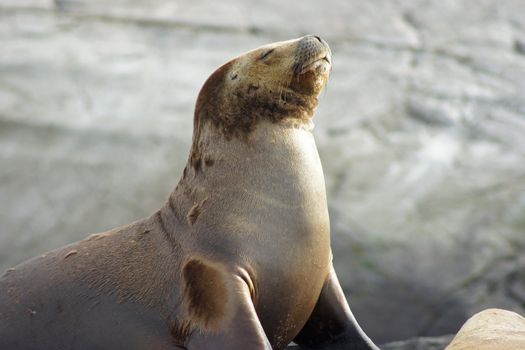 Sea lions colony within the Beagle Channel, Ushuaia, Argentina