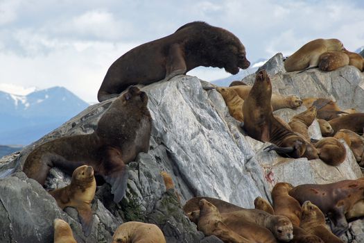 Sea lions colony within the Beagle Channel, Ushuaia, Argentina