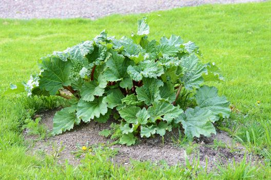 A large rhubarb plant