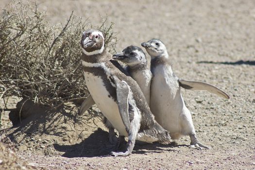 Magellanic Penguin colony of Punta Tombo, one of the largest in the world, Patagonia, Argentina