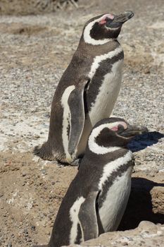 Magellanic Penguin colony of Punta Tombo, one of the largest in the world, Patagonia, Argentina