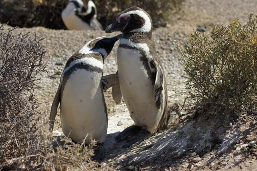 Magellanic Penguin colony of Punta Tombo, one of the largest in the world, Patagonia, Argentina