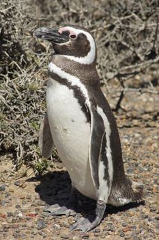 Magellanic Penguin colony of Punta Tombo, one of the largest in the world, Patagonia, Argentina