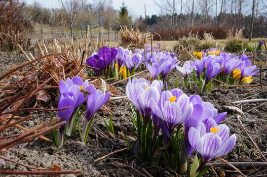 Spring flowers called crokus